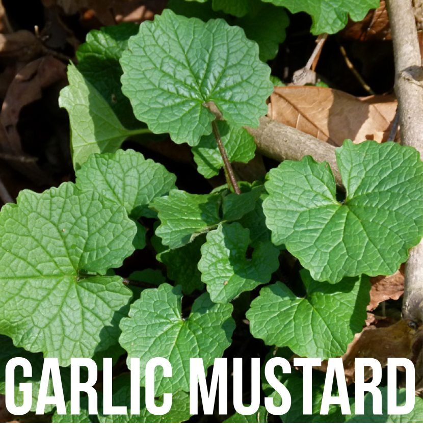 garlic-mustard-830x842