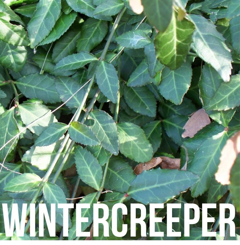 wintercreeper-830x847
